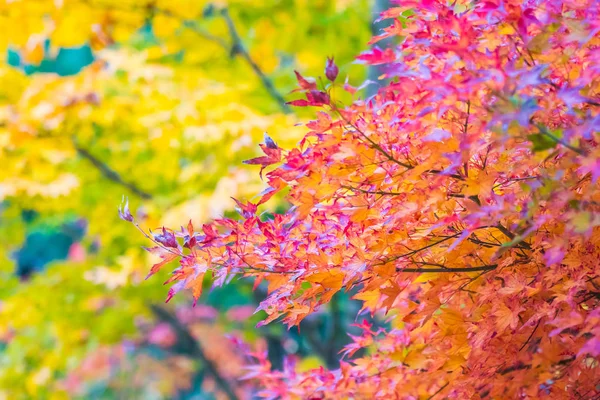 Belle Feuille Érable Rouge Verte Sur Arbre Automne — Photo