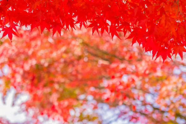 Bela Folha Bordo Vermelha Verde Árvore Temporada Outono — Fotografia de Stock