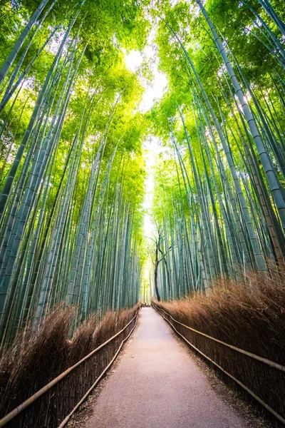 Prachtige Landschap Van Bamboebos Het Bos Shee Kyoto Japan — Stockfoto