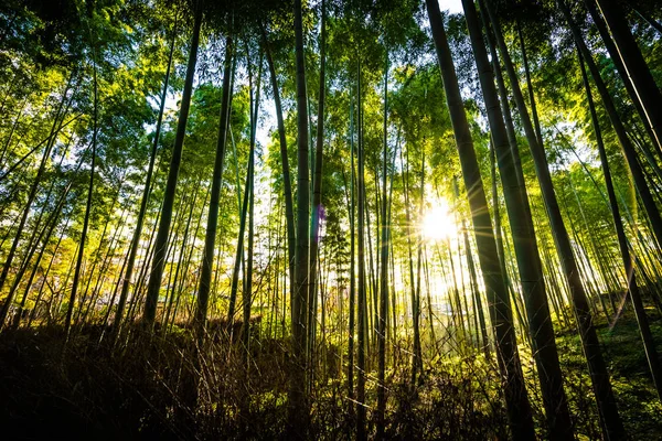 Wunderschöne Landschaft Des Bambushains Wald Bei Arashiyama Kyoto Japan — Stockfoto