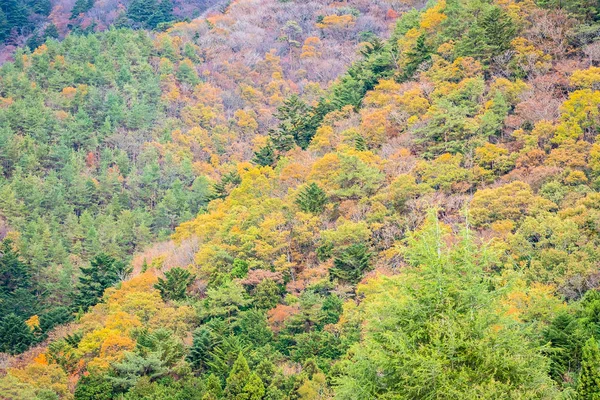 Schöne Landschaft Viele Bäume Mit Bunten Blättern Rund Den Berg — Stockfoto