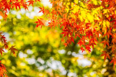 Sonbahar sezonu ağacın güzel kırmızı ve yeşil akçaağaç yaprağı