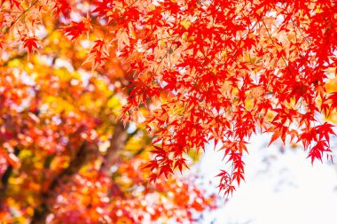 Sonbahar sezonu ağacın güzel kırmızı ve yeşil akçaağaç yaprağı