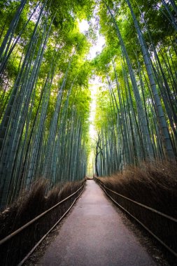 Bambu Grove Arashiyama Kyoto Japonya ormandaki güzel manzara