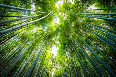 Bambu Grove Arashiyama Kyoto Japonya ormandaki güzel manzara