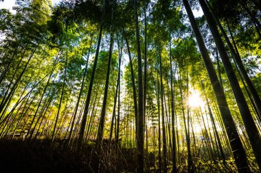 Bambu Grove Arashiyama Kyoto Japonya ormandaki güzel manzara