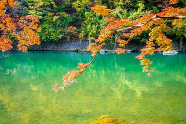 Akçaağaç ağaç yaprak ve sonbahar sezonu Kyoto Japonya göl etrafında tekne ile güzel Arashiyama Nehri