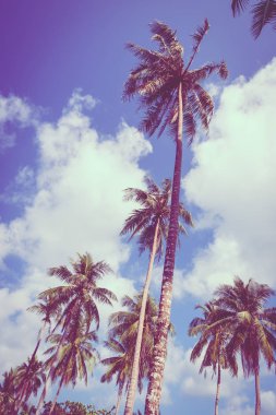 Mavi gökyüzü - Vintage filtre güzel Hindistan cevizi hurma ağacı