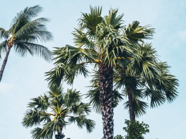 Mavi gökyüzü arka plan güzel tropikal Hindistan cevizi hurma ağacı