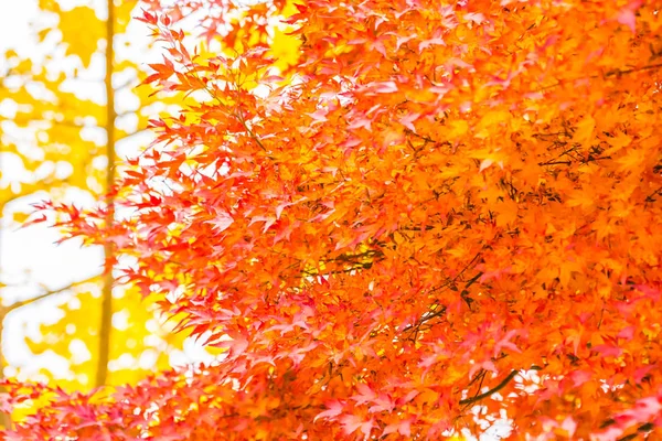 Belle Feuille Érable Rouge Verte Sur Arbre Automne — Photo