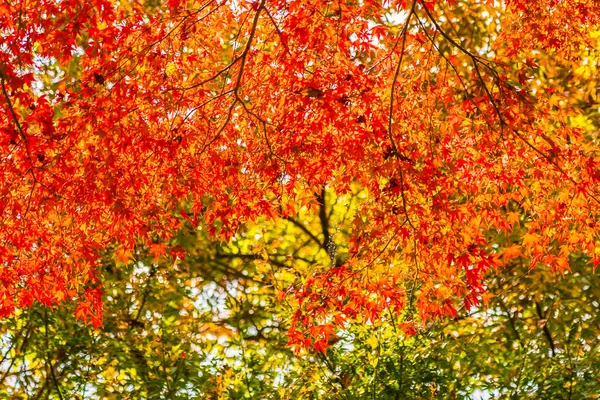 秋の木に美しい赤と緑のカエデの葉 — ストック写真