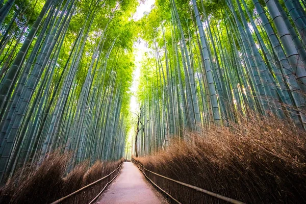 Prachtige Landschap Van Bamboebos Het Bos Shee Kyoto Japan — Stockfoto