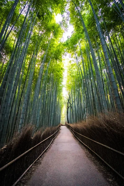 Prachtige Landschap Van Bamboebos Het Bos Shee Kyoto Japan — Stockfoto