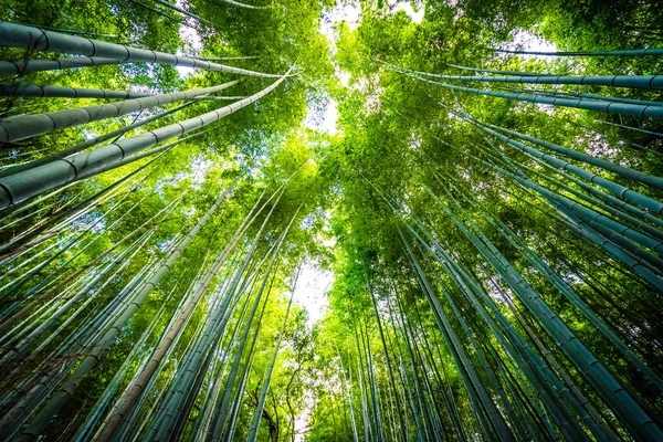 Hermoso Paisaje Bosque Bambú Bosque Arashiyama Kyoto Japón — Foto de Stock