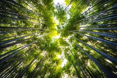 Bambu Grove Arashiyama Kyoto Japonya ormandaki güzel manzara