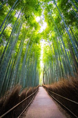 Bambu Grove Arashiyama Kyoto Japonya ormandaki güzel manzara