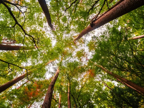 Ландшафт Большого Дерева Лесу Низкой Обзорной Точкой — стоковое фото