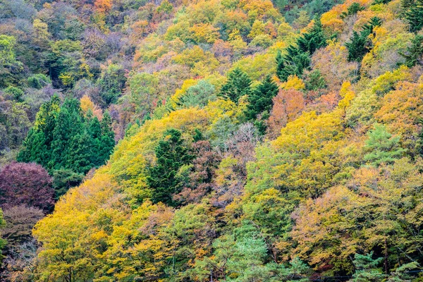 Krásná Krajina Spousta Stromů Barevnými Listy Kolem Hory Podzimní Sezóně — Stock fotografie