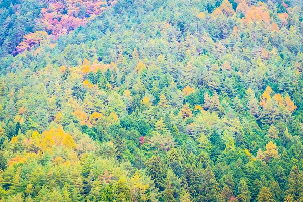 Bellissimo Paesaggio Sacco Albero Con Foglie Colorate Intorno Alla Montagna — Foto Stock