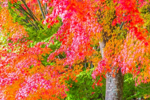 Schönes Rotes Und Grünes Ahornblatt Baum Herbst — Stockfoto