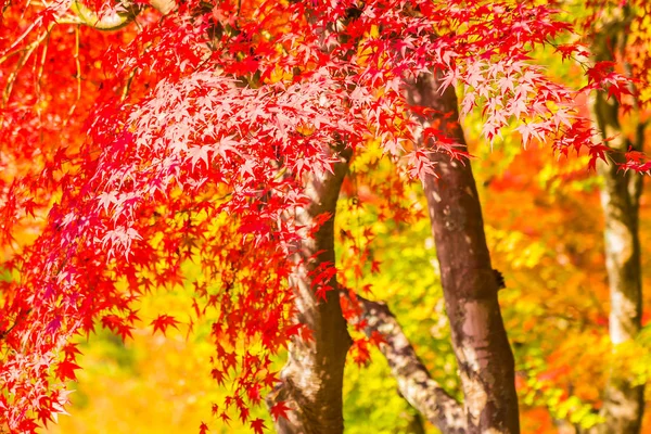 秋の木に美しい赤と緑のカエデの葉 — ストック写真