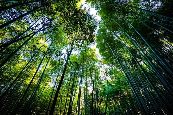 Piękny Krajobraz Bambusowy Gaj Lesie Arashiyama Kioto Japonia — Zdjęcie stockowe