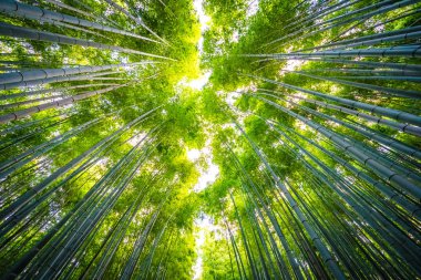 Bambu Grove Arashiyama Kyoto Japonya ormandaki güzel manzara