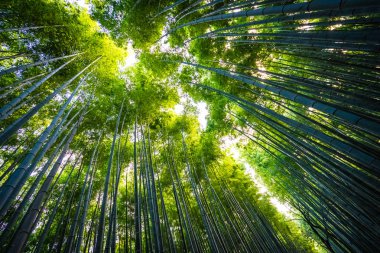 Bambu Grove Arashiyama Kyoto Japonya ormandaki güzel manzara