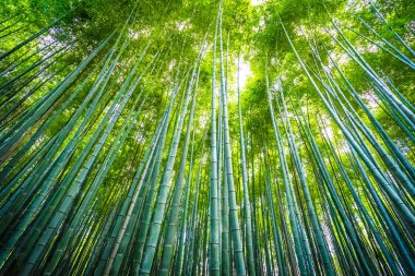 Bambu Grove Arashiyama Kyoto Japonya ormandaki güzel manzara