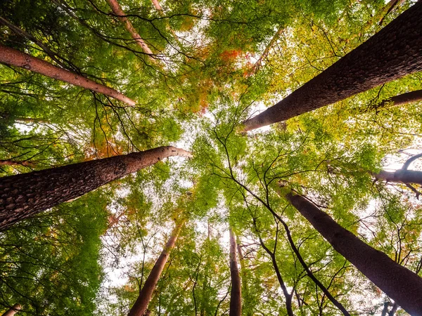 Hermoso Paisaje Gran Árbol Bosque Con Punto Vista Ángel Bajo — Foto de Stock