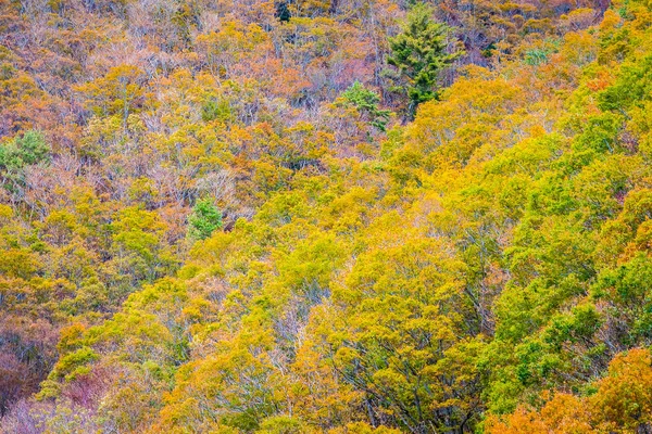 カラフルな葉の周りの秋の山の木の多くの美しい風景 — ストック写真