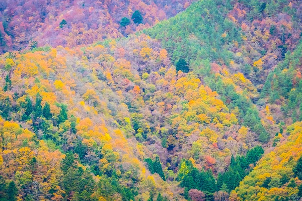 Paisagem Bonita Monte Árvore Com Folha Colorida Torno Montanha Temporada — Fotografia de Stock