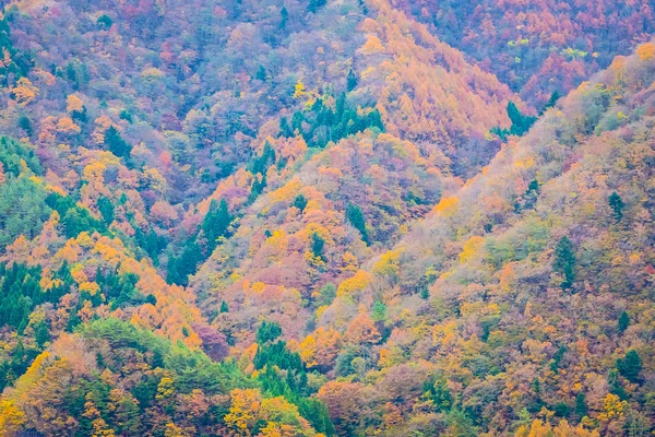 Krásná Krajina Spousta Stromů Barevnými Listy Kolem Hory Podzimní Sezóně — Stock fotografie