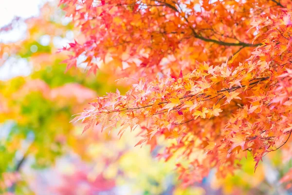 Красивый Красный Зеленый Кленовый Лист Дереве Осенний Сезон — стоковое фото