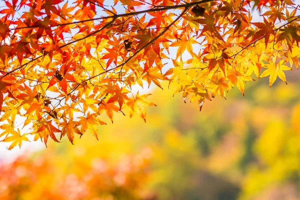Krásné Červené Zelené Javorový List Stromě Podzimní Sezóně — Stock fotografie