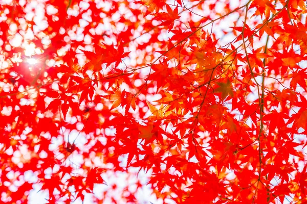 Vackra Röda Och Gröna Lönnlöv Träd Höstsäsongen — Stockfoto