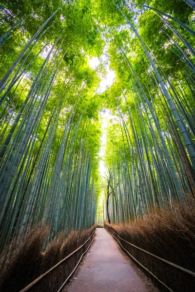 Prachtige Landschap Van Bamboebos Het Bos Shee Kyoto Japan — Stockfoto