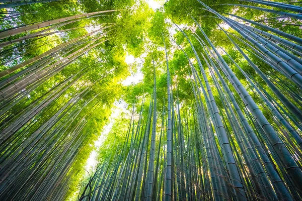 Bambu Grove Arashiyama Kyoto Japonya Ormandaki Güzel Manzara — Stok fotoğraf
