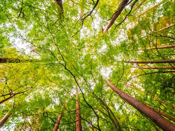 Krásná Krajina Velký Strom Lese Výhledem Nízké Angel Bod — Stock fotografie