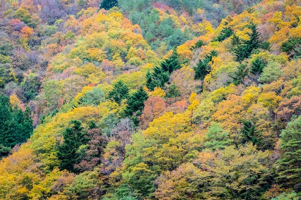 Prachtige Landschap Een Heleboel Boom Met Kleurrijke Blad Rond Berg — Stockfoto