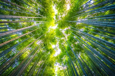 Bambu Grove Arashiyama Kyoto Japonya ormandaki güzel manzara