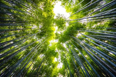 Bambu Grove Arashiyama Kyoto Japonya ormandaki güzel manzara