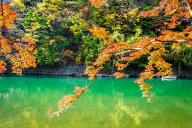 Akçaağaç ağaç yaprak ve sonbahar sezonu Kyoto Japonya göl etrafında tekne ile güzel Arashiyama Nehri