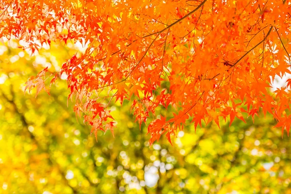 Schönes Rotes Und Grünes Ahornblatt Baum Herbst — Stockfoto