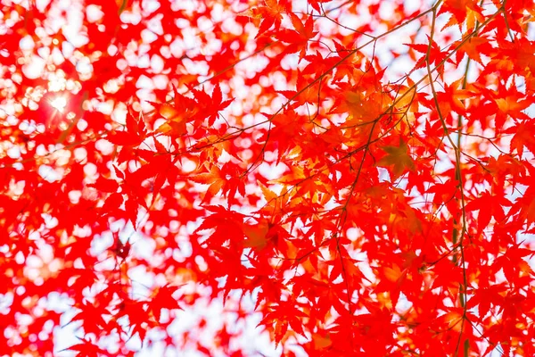 Beautiful Red Green Maple Leaf Tree Autumn Season — Stock Photo, Image