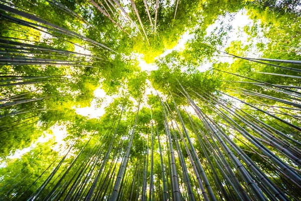Hermoso Paisaje Bosque Bambú Bosque Arashiyama Kyoto Japón — Foto de Stock