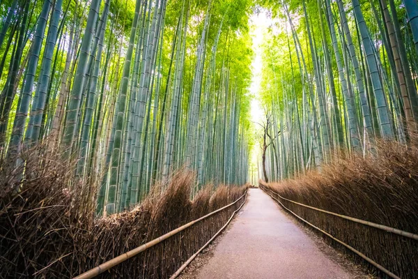 Prachtige Landschap Van Bamboebos Het Bos Shee Kyoto Japan — Stockfoto