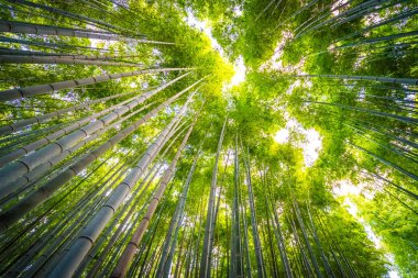 Bambu Grove Arashiyama Kyoto Japonya ormandaki güzel manzara