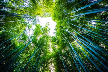 Bambu Grove Arashiyama Kyoto Japonya ormandaki güzel manzara