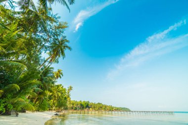 Plaj ve deniz Hindistan cevizi hurma ağacı günbatımı zaman - tatil tatil kavramı etrafında güzel Cennet Adası
